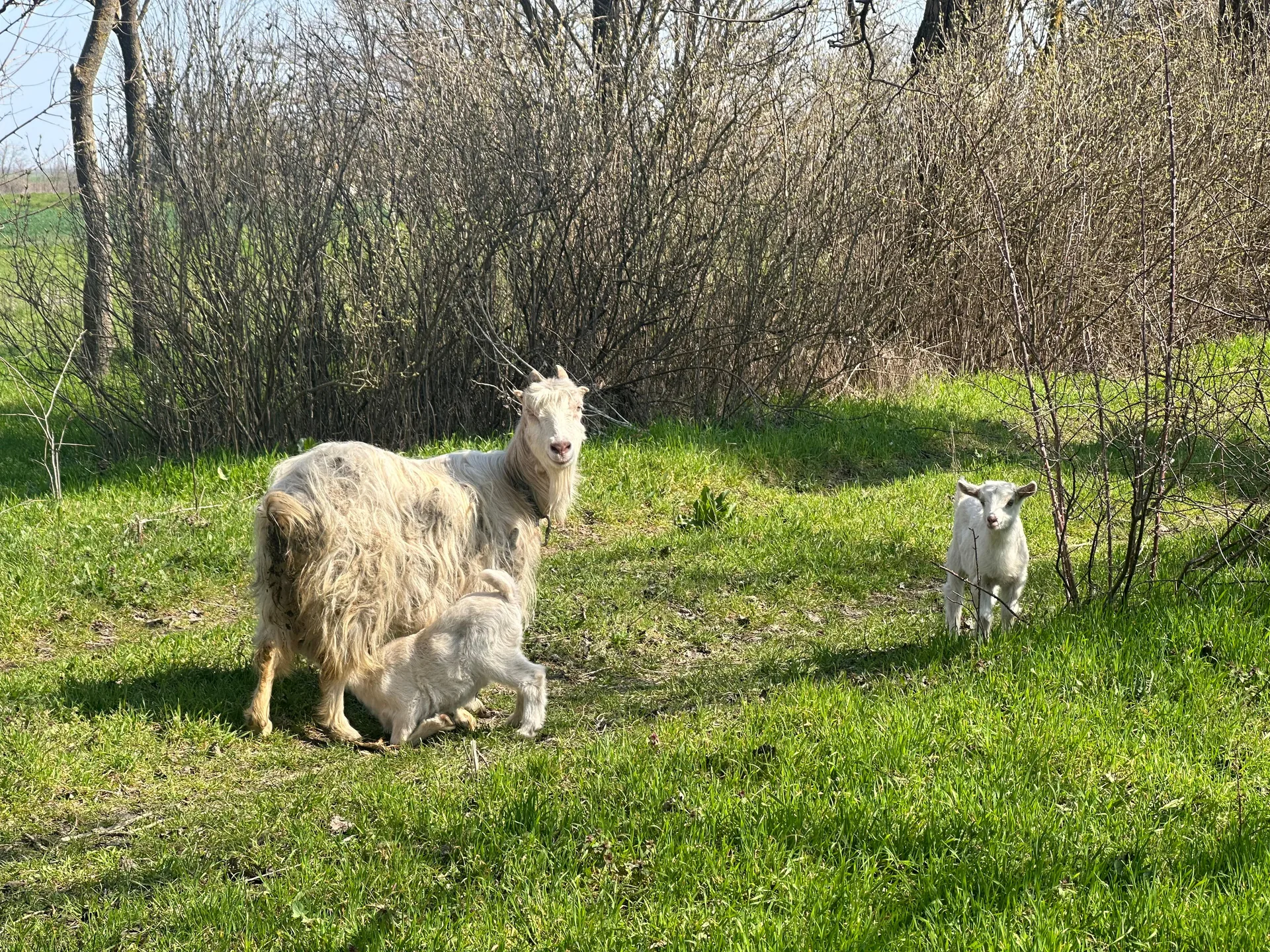 Capre la mănăstire
